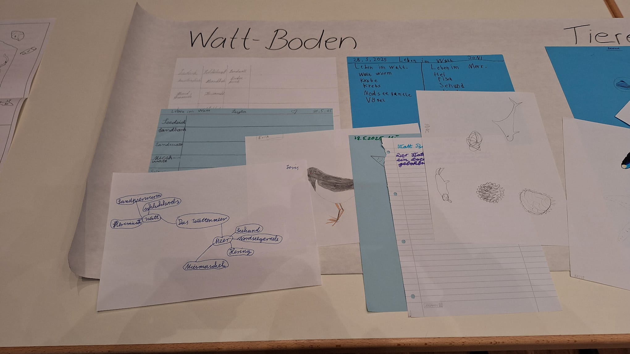 PT 25 Leben im Watt 3